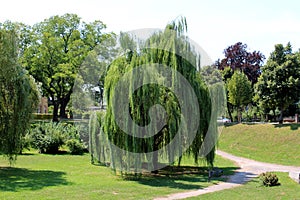 Weeping willow or Salix babylonica tall old tree with dense fresh green leaves surrounded with grass and other trees