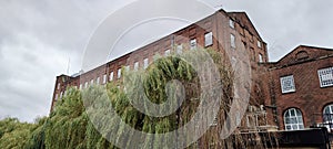 Weeping Willow (Salix x supulcralis), St James Mill, Norwich, Nofolk, England, UK