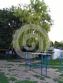 weeping willow in the schoolyard