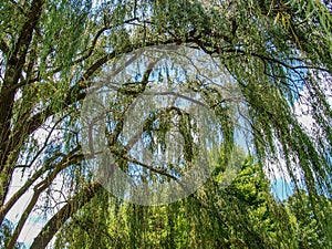 Weeping Willow at Shelton Vineyards in Dobson, North Carolina