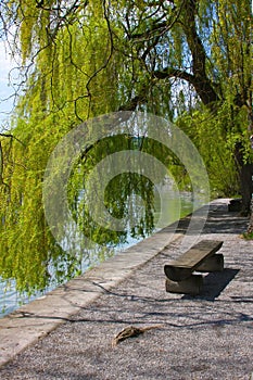 Weeping willow on the shore of the island of Mainau
