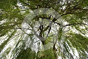 Weeping willow in spring