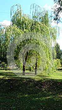 A weeping willow in a Sunny glade!