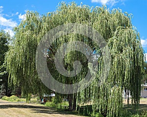 Weeping Willow Tree