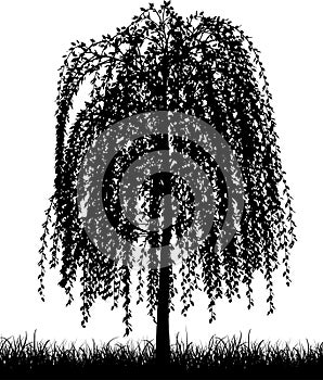 Weeping willow tree photo