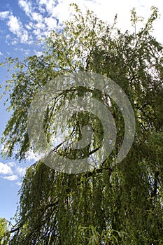 Weeping willow tree against blue sky with sunlight through branches