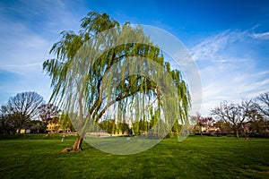 Weeping willow tree at Baker Park, in Frederick, Maryland. photo