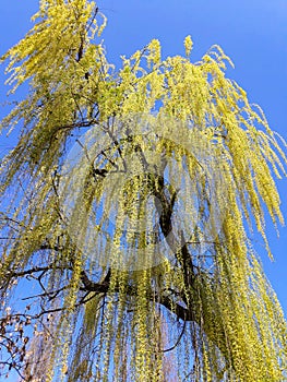 Weeping Willow tree