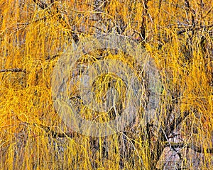 Weeping Willow Tree, Bitterroot Valley, Montana.
