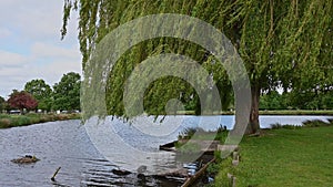 Weeping Willow tree blowing gently in the wind