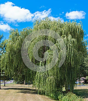 Weeping Willow Tree and Blue Sky