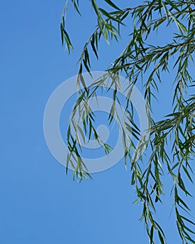 Weeping Willow tree branches