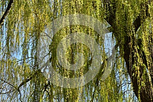 Weeping willow tree branches with leaves.