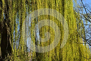 Weeping willow tree branches with leaves.