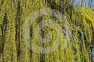 Weeping willow tree branches with leaves.