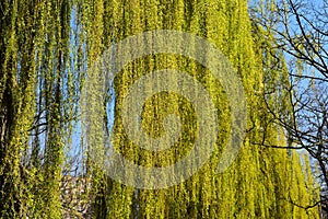 Weeping willow tree branches with leaves.