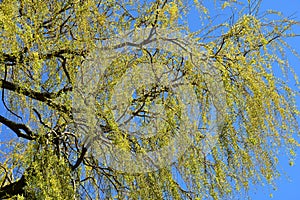 Weeping willow tree branches with leaves.