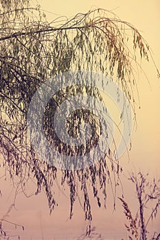 Weeping willow tree branches