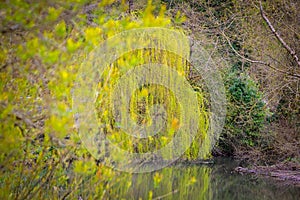 Weeping Willow Tree with brilliant display of drooping yellow catkins reflected in river