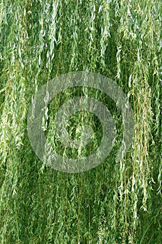 Weeping willow tree