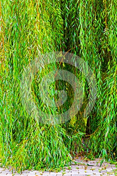 Weeping willow tree close-up shot in the park