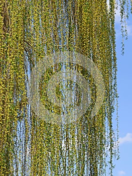 Weeping willow Tree Flowering in April