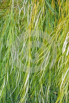 Weeping willow tree foliage background. Weeping willow branches, green leaves