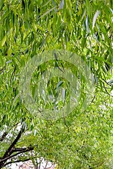 Weeping willow tree foliage background. Weeping willow branches, green leaves