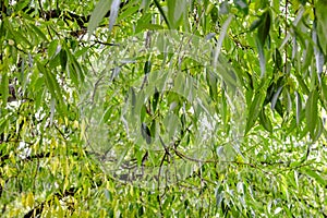 Weeping willow tree foliage background. Weeping willow branches, green leaves