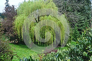 Weeping Willow Tree photo