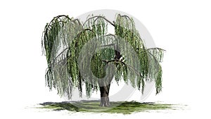 Weeping willow tree on a green erea