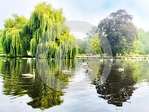 Weeping Willow tree growing on the lake side