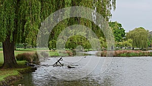 Weeping Willow tree hanging over pond in Surrey