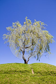 Weeping willow tree on a hill with footpath photo