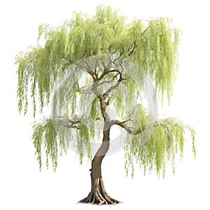 a weeping willow tree isolated on a transparent background. Generative AI.