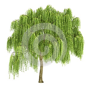 Weeping Willow Tree Isolated photo