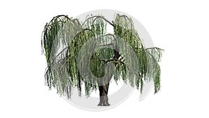 Weeping willow tree - isolated on white background