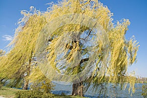 Weeping willow tree by the lake in the park