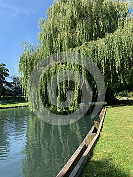 Weeping willow tree leaning over a large pond