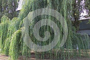 Weeping willow tree with long green branches hanging down in summer park creating natural shade and peaceful atmosphere