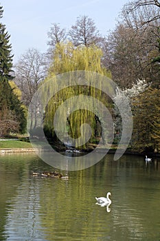 Weeping willow tree at Maksimir Forest Park in Zagreb