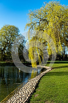 Weeping Willow Tree Next To A Park Lake With No People