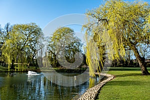 Weeping Willow Tree Next To A Park Lake With No People