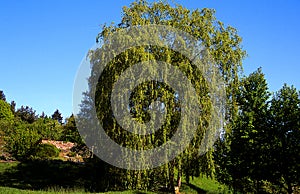 A Weeping Willow tree. An ornamental tree for gardens and parks.