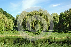 Weeping willow tree over lake