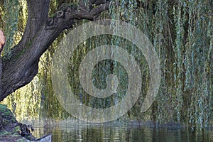 Weeping willow tree over a lake