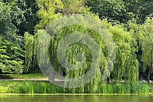 Weeping willow over lake