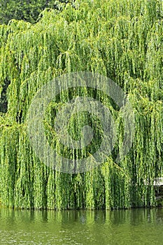 Weeping willow over lake
