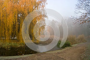 Weeping willow tree over the pond in autumn park. Misty foggy autumn day