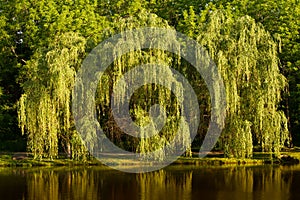 Weeping Willow Tree photo